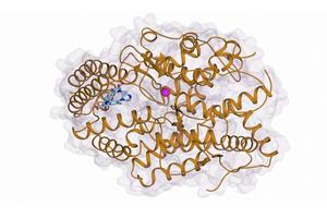 Breakthrough Antibiotic Discovery Opens Door to Novel High Blood Pressure Therapies