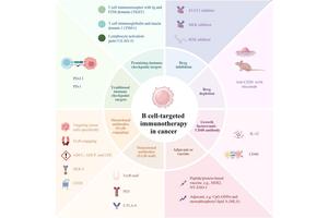 Exploring the Diverse Roles of B Cells in Tumor Development