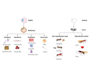Decoding the Genomic Architecture of Ant Superorganisms
