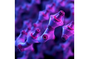 NIH Researchers Find Taurine Unlikely to Serve as Reliable Aging Biomarker