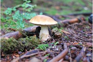 Mushrooms May Hold the Secret to Advancing Material Innovation