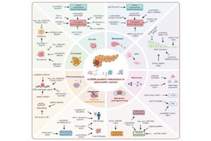 New Study Reveals Crucial Role of Non-Coding RNA in Pancreatic Cancer Development