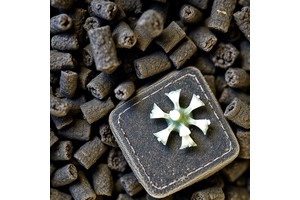 Newly Discovered Bacteria in Veneto Soil Capable of Breaking Down PFAS Contaminants