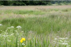 Pinpointing Ecological Thresholds to Enhance Ecosystem Management