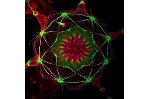 ELF1 Drives Disc Cell Aging via m6A Regulation