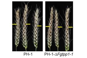 Researchers Identify Key Fungal Protein Linked to Fusarium Head Blight in Cereal Crops