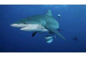 UN-Backed Global Study Highlights Advantages of Tracking Ocean Giants for Marine Conservation