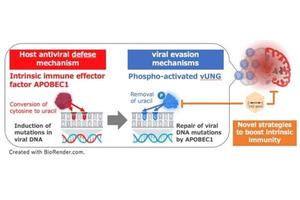 Boosting Brain Immunity Against HSV-1 by Targeting Viral Enzymes