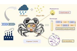 Acidic Conditions Enhance Toxic Effects of Polystyrene Microplastics in Chinese Mitten Crab (Eriocheir sinensis)