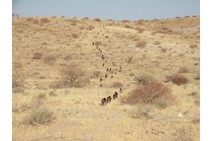 New Study Reveals Baboons Walk in Line to Foster Friendship, Not Just for Survival