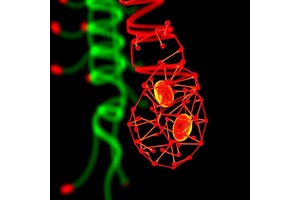 LEADR Suppresses Interferon Signaling in Bladder Cancer