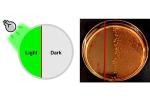 Green Light Triggers Antibiotic Activation Precisely Where Needed