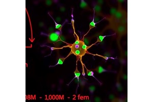 Androgens Suppress CD8+ T Cells Against Malaria