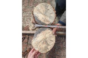 Jurassic-Era Fossil of Blue-Stain Fungus Discovered by Chinese Scientists