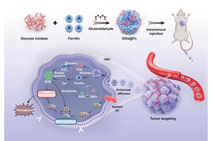 Protein-Powered Nanomotors Boost Cancer Therapy by Triggering Ferroptosis