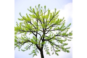 Impact of a Common Plant Pathogen on Urban Trees and Strategies for Effective Management