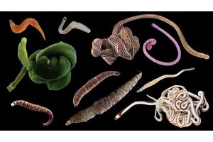 Discovering Over 100 New Ribbon Worm Species and Counting