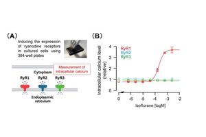 How Inhalational Anesthetics Work: Unveiling Key Insights into Their Mechanism of Action