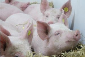 African Swine Fever Endemic in Europe: No Recent Imports Confirmed
