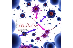 Blocking NAT10 Boosts Antitumor Immunity via MYC Pathway