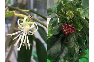 Two Plant Species Independently Produce the Same Complex and Medically Valuable Compound