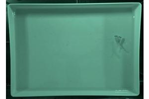 Nocturnal Courtship: Medaka Fish Engage in Late-Night Romance in Nearly Natural Habitat