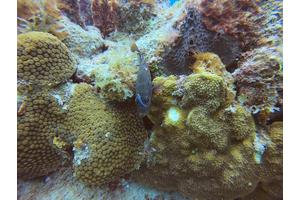 Fish ‘Beauty Salons’ Reveal Microbial Movement Patterns Within Coral Reefs