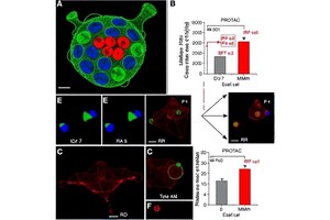 PROTACs Outperform MDM2 Inhibition in ER+ Cells