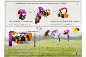 “‘Bite Me Here!’: Multidisciplinary Research Uncovers the Resonance Secret Behind Buzz Pollination”