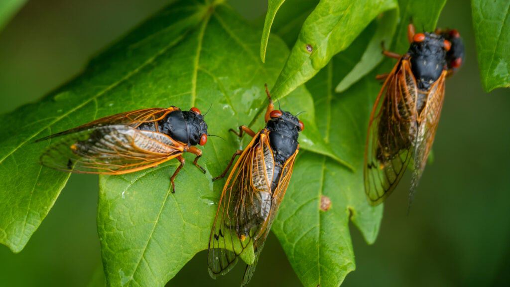 See a Once-in-a-Lifetime Cicada Emergence on These Trails