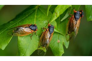 See a Once-in-a-Lifetime Cicada Emergence on These Trails