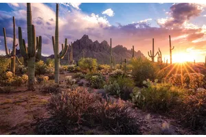 Hike the Living Desert in Ironwood National Monument, Arizona