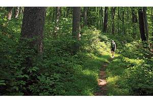 Rip & Go: King's Canyon CA, Shenandoah VA