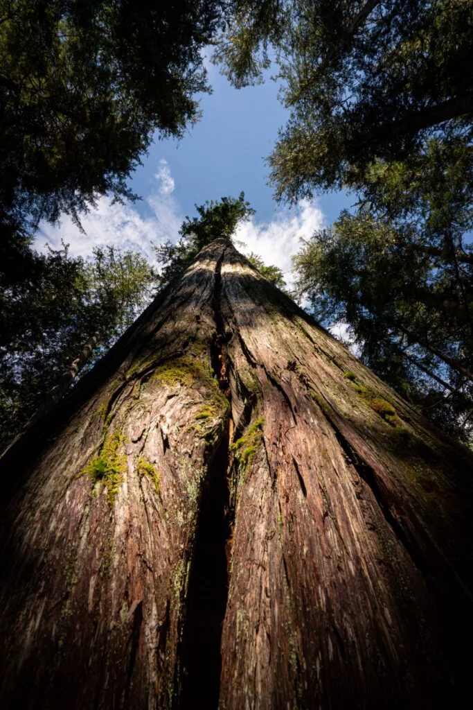 View looking up alongside an old-growth evergreen tree in Nelson, British Columbia, Canada -- old bark and branches under partly cloudy blue sky.