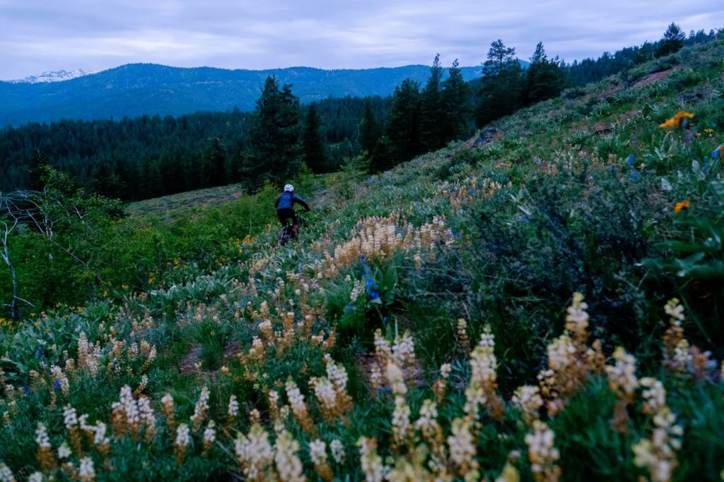 Mountain biker, at dusk, riding a singletrack trail among wildflowers with the North Cascade mountain peaks in the distance.