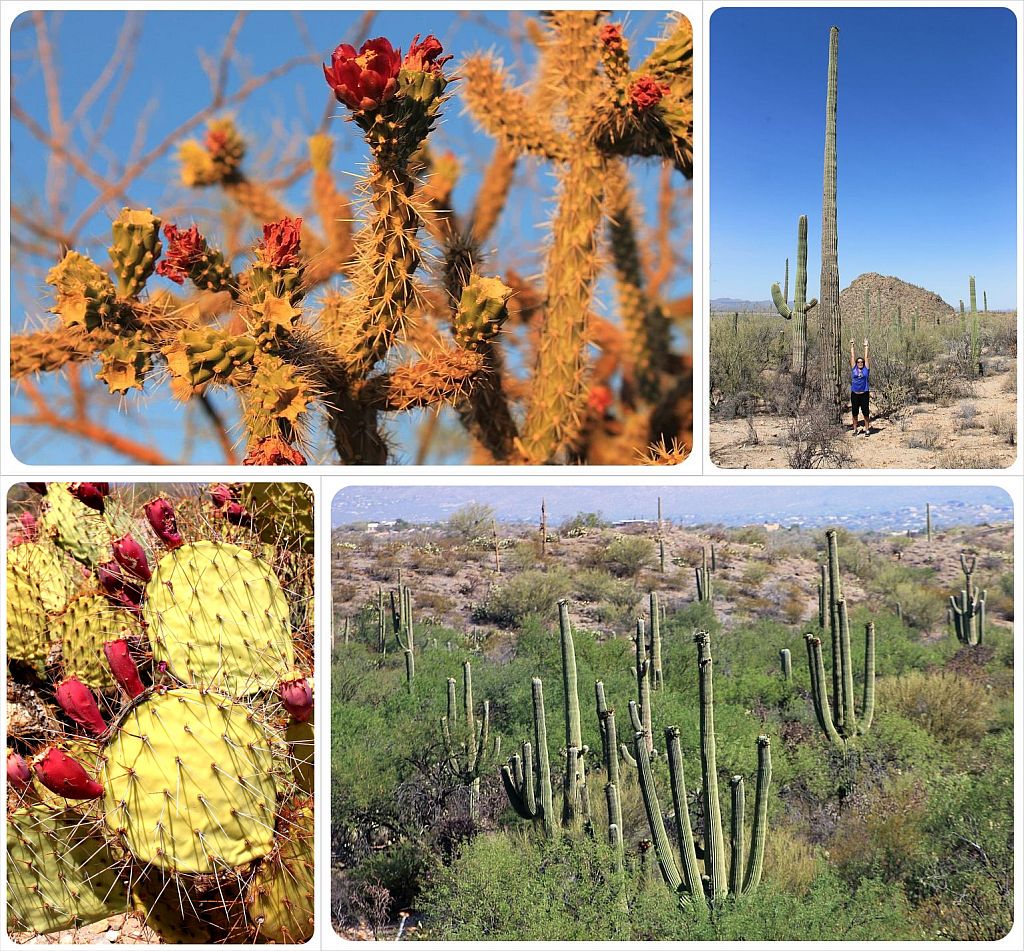 Saguaro national park
