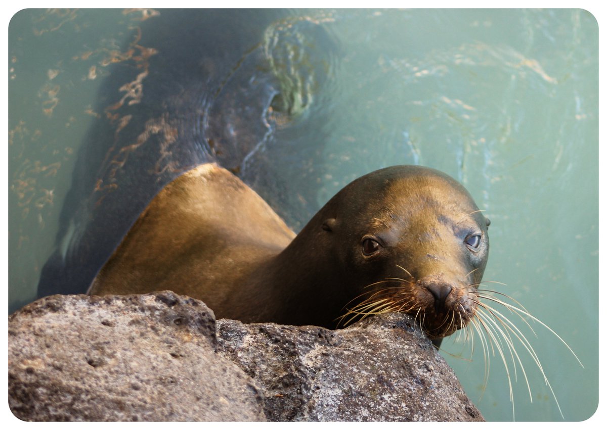 puerto ayora sea lion