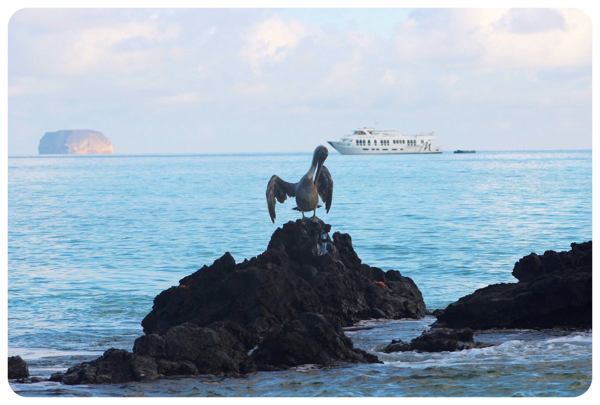 pelican and majestic yacht
