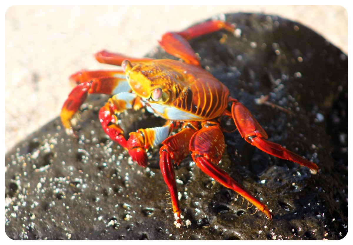 sally lightfoot crab