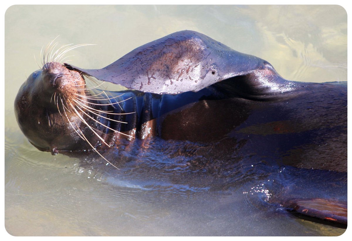 seal in puerto ayora