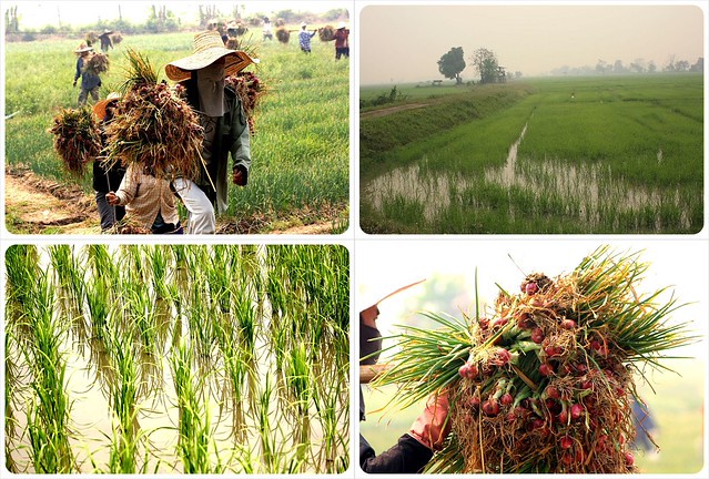 bicycle tour Chiang Mai