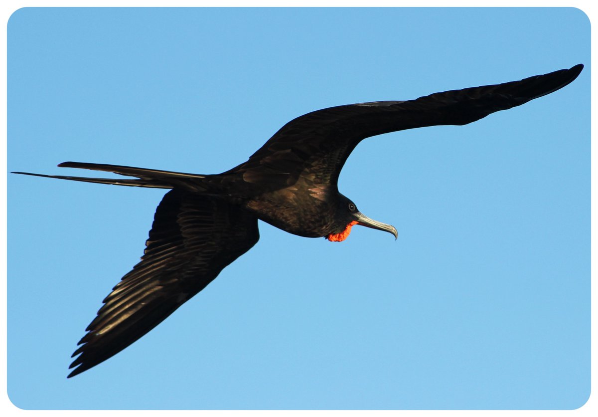 frigate bird