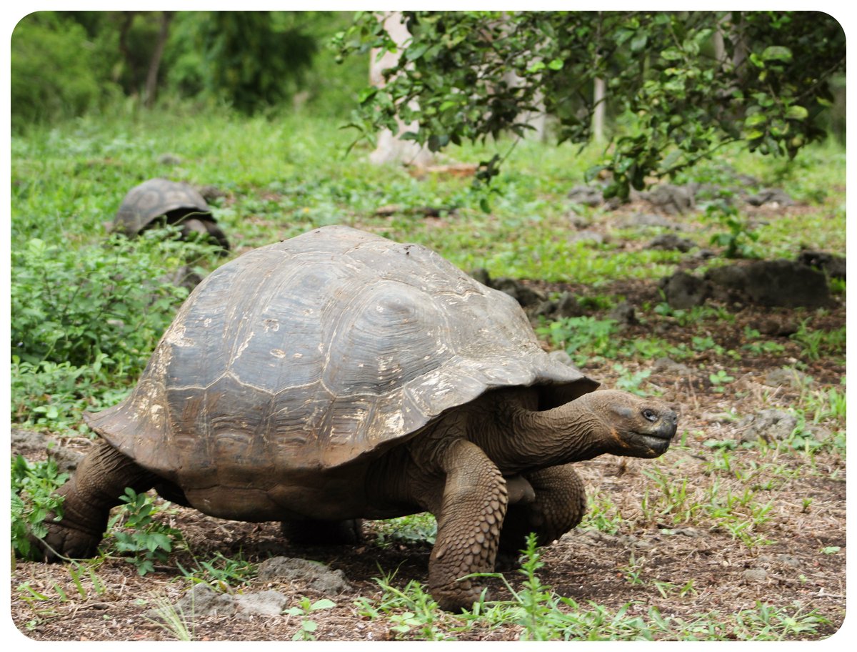galapagos giant tortoise