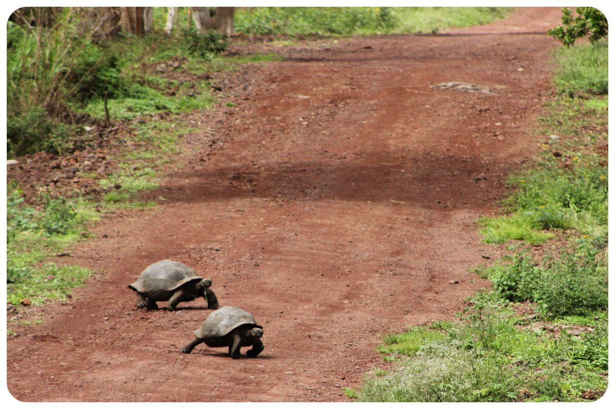 giant tortoises