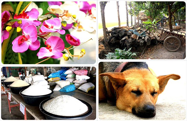 bicycle tour chiang mai