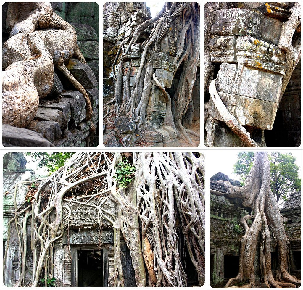 ta prohm jungle temple angkor wat