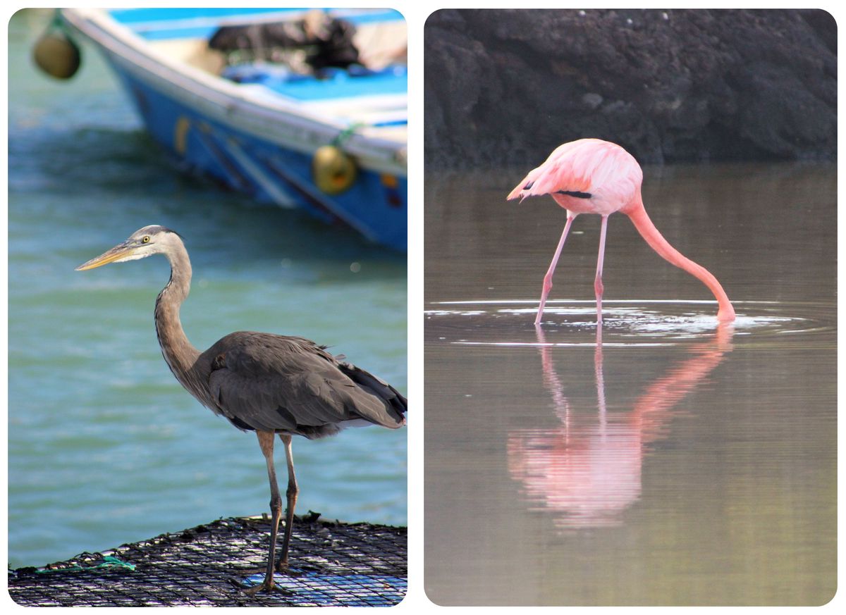 galapagos birds