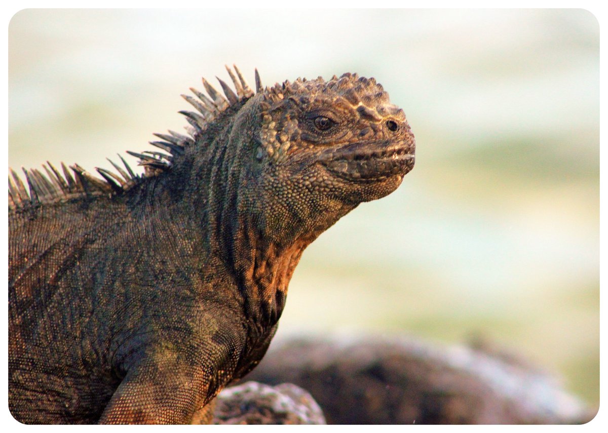  marine iguana