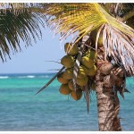mexico our coconut tree and ocean