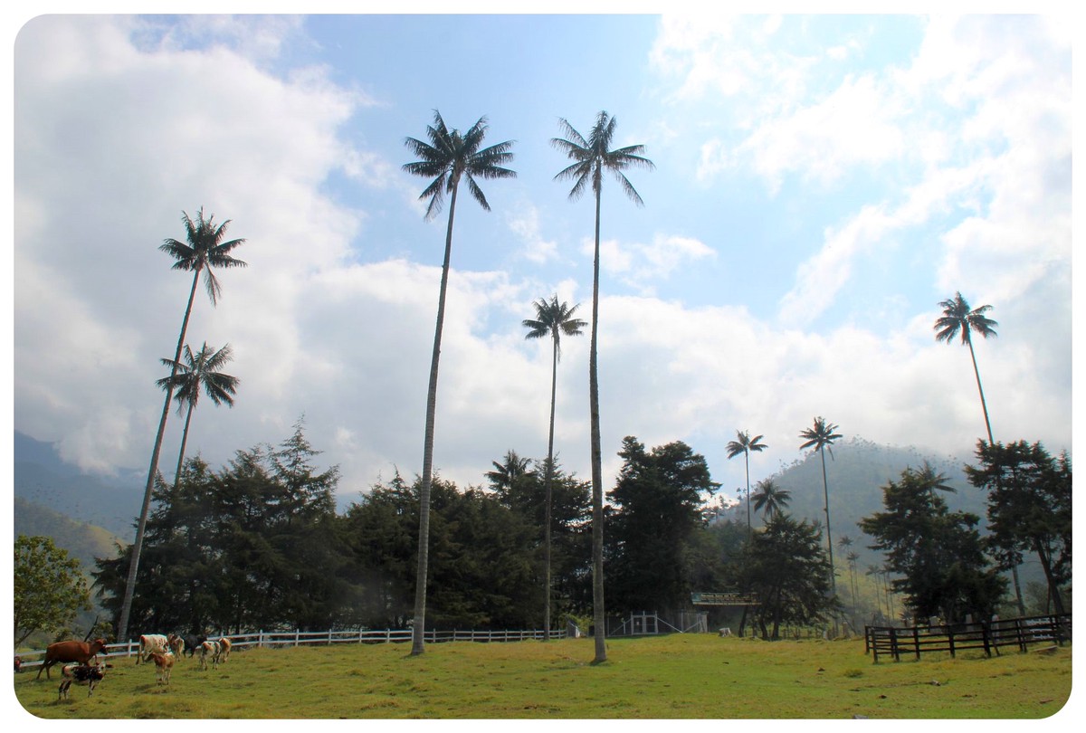valle de cocora